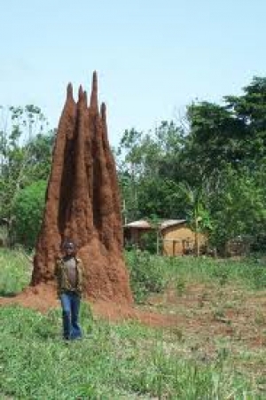 Biomimicry: leren van een termietenheuvel